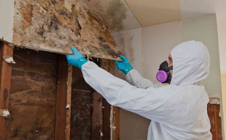 Mold Removal